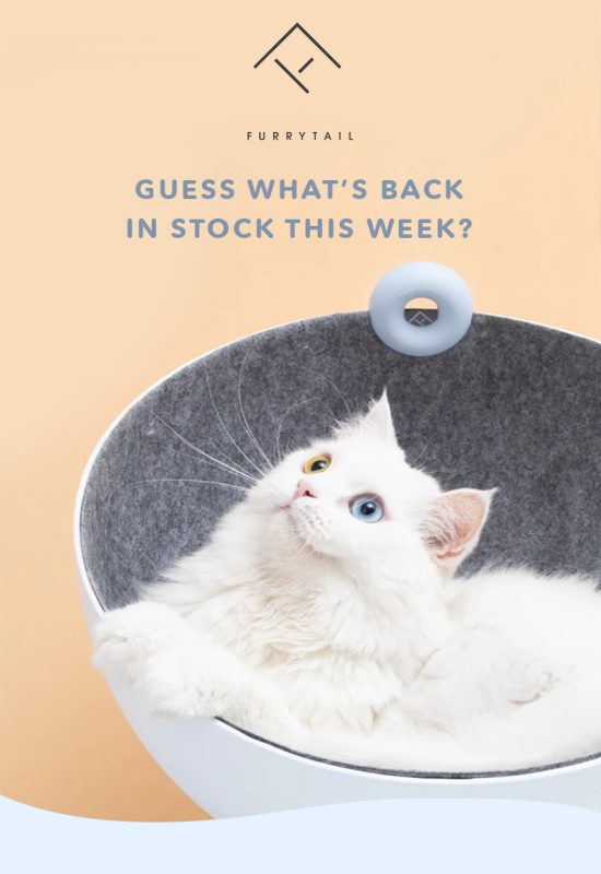 How to Grow an e-Commerce Pets Brand in 2024 5 Guess Whats Back
