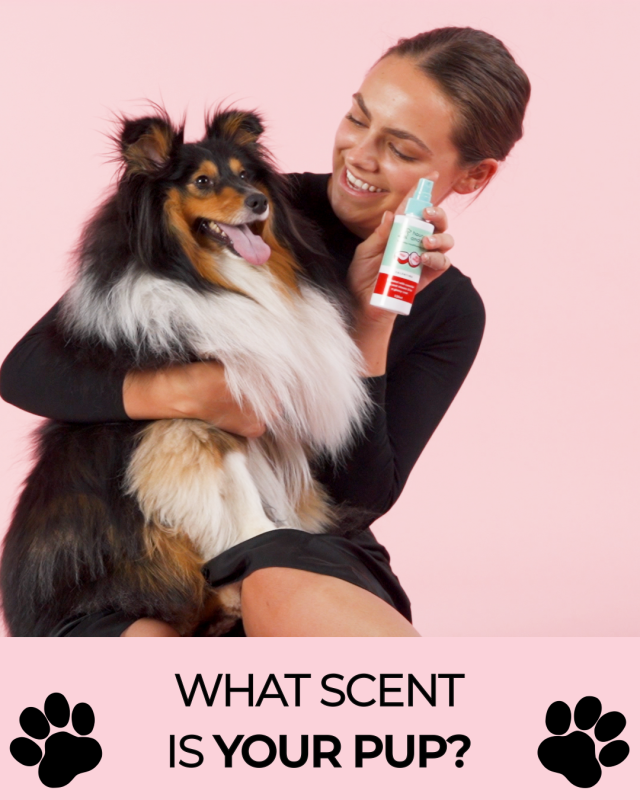 How to Grow an e-Commerce Pets Brand in 2024 3 What Scent Is Your Pup