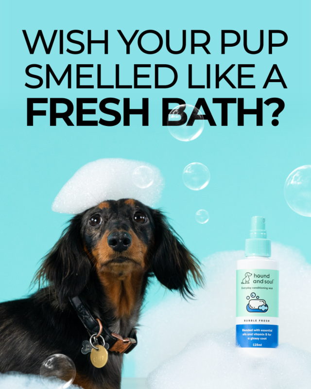 How to Grow an e-Commerce Pets Brand in 2024 2 Your Pup Smell Like Fresh Bath