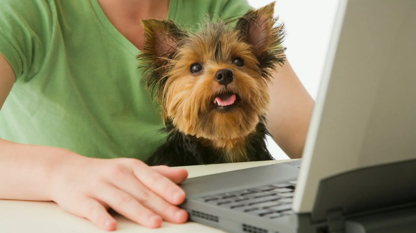Pet Blogging 101: Starting and Growing a Successful Pet Blog 3 Image1 17