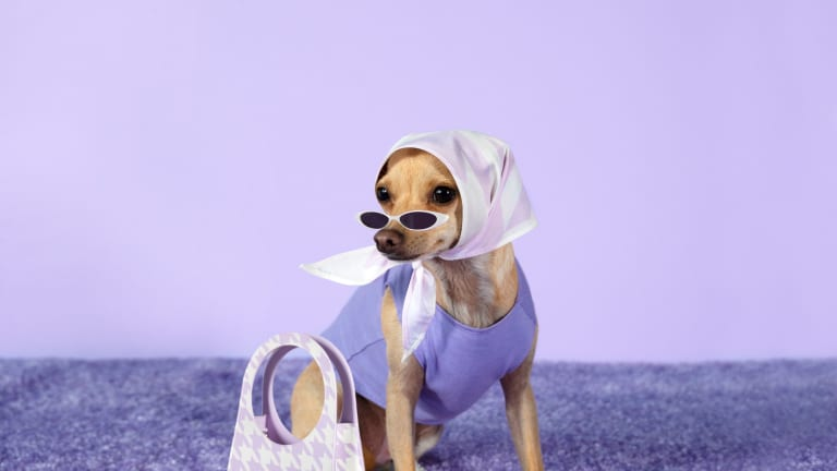 Pet Blogging 101: Starting and Growing a Successful Pet Blog 4 Image2 17
