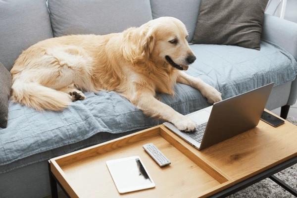 Pet Blogging 101: Starting and Growing a Successful Pet Blog 2 Image3