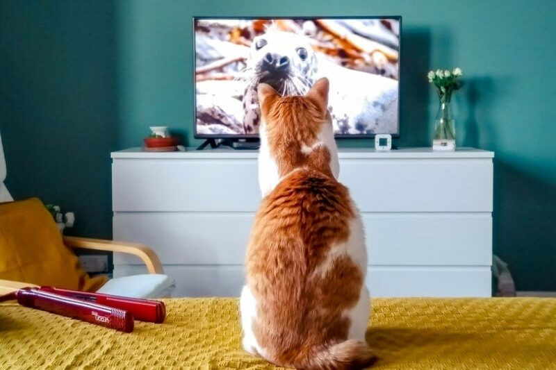 9 Proven Content Marketing Ideas for Pet Brands: From Cute to Informative 2 Image3 18